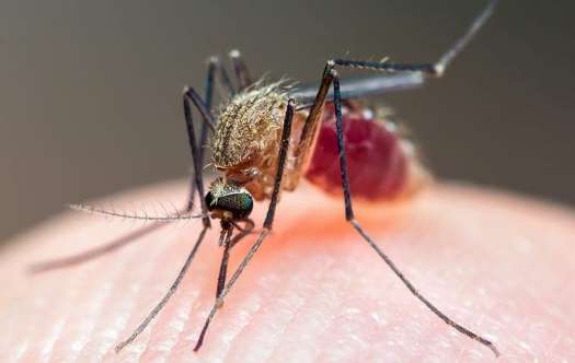 mosquito-drinking-blood